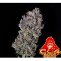 Cannabis seed variety GG4 Sherbet FF