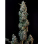 Cannabis seed variety SOUR DIESEL Auto