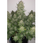 Семена каннабиса Z Auto (Zkittlez Auto)