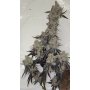 Семена конопли Dantes Inferno Feminised Silver от Error Seeds в Smartshop-smartshop.ua®