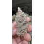 Cannabis seed variety TROPICANA Cookies FF