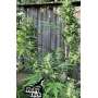Сорт семян каннабиса Original AUTO MOBY DICK
