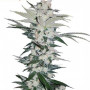 Сорт семян каннабиса Auto Chemdawg Feminised Silver