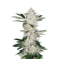 Auto Chemdawg Feminised Silver