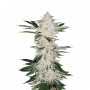 Cannabis seed variety Auto Chemdawg Feminised Silver