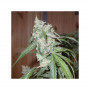 Cannabis seeds EUFORIA® 