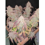 Семена каннабиса GELATO Auto