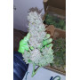 Семена каннабиса PURPLE PUNCH Auto
