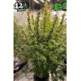 Сорт семян каннабиса Original AUTO BIG BUD