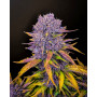 Семена каннабиса PURPLE LEMONADE Auto