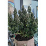Сорт семян каннабиса Original AUTO CRITICAL