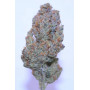 Семена каннабиса TROPICANA Cookies Auto