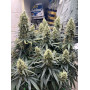 Cannabis seed variety WHITE WIDOW Auto