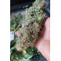 Семена каннабиса Wedding GLUE Auto