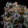 Семена конопли Auto Black Opium от Divine Seeds - Smartshop-smartshop.ua®