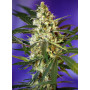 Cannabis seed variety FAST BUD #2 AUTO®