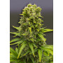 Семена конопли Auto Gagarin Fast от Marley Seedbank - Smartshop-smartshop.ua®