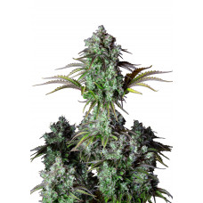 BIG BUD Auto