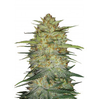 OG KUSH Auto