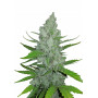 Cannabis seed variety SOUR DIESEL Auto