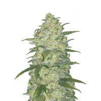 WHITE WIDOW Auto