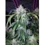 Cannabis seed variety BIG DEVIL F1 FAST VERSION®