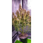 Семена конопли Auto Northern Lights Silver regular от Error Seeds - Smartshop-smartshop.ua®