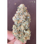 Семена каннабиса PAPAYA SHERBET ™