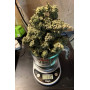 Сорт семян каннабиса Original AUTO WHITE WIDOW