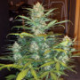 Семена каннабиса West Coast O.G. Auto