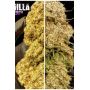Семена каннабиса GORILLA PUNCH Auto