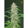 Cannabis seeds AK-77V from Victory Seeds at Smartshop-smartshop.ua®