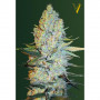 Cannabis seeds AMNESIUM from Victory Seeds at Smartshop-smartshop.ua®