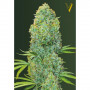 Cannabis seeds AMNESIA HAZE from Victory Seeds at Smartshop-smartshop.ua®