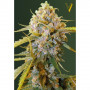 Cannabis seeds BIGGEST BUD from Victory Seeds at Smartshop-smartshop.ua®