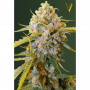 Семена конопли BIGGEST BUD от Victory Seeds в Smartshop-smartshop.ua®