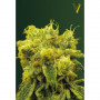 Cannabis seeds BLOW DREAM from Victory Seeds at Smartshop-smartshop.ua®