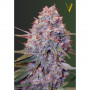 Cannabis seeds CARAMELINO from Victory Seeds at Smartshop-smartshop.ua®