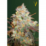 Cannabis seeds CHOCODOPE from Victory Seeds at Smartshop-smartshop.ua®