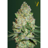 CHRONIC MONSTER XXL - Victory Seeds