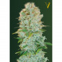 Cannabis seeds CRITICAL from Victory Seeds at Smartshop-smartshop.ua®