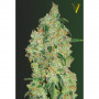 Cannabis seeds GREEN WILD SHARK from Victory Seeds at Smartshop-smartshop.ua®