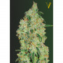 Насіння конопель GREEN WILD SHARK від Victory Seeds у Smartshop-smartshop.ua®