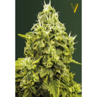 JACK HAMMER - Victory Seeds