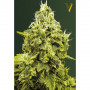Cannabis seeds JACK HAMMER from Victory Seeds at Smartshop-smartshop.ua®