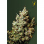 Cannabis seeds NORTHERN LIGHT from Victory Seeds at Smartshop-smartshop.ua®