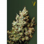 Насіння конопель NORTHERN LIGHT від Victory Seeds у Smartshop-smartshop.ua®