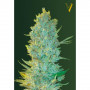 Cannabis seeds OG KUSH from Victory Seeds at Smartshop-smartshop.ua®