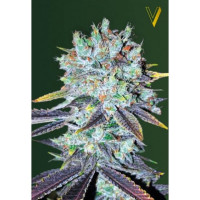 ORIGINAL BERRY - Victory Seeds