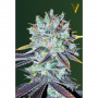 Cannabis seeds ORIGINAL BERRY from Victory Seeds at Smartshop-smartshop.ua®